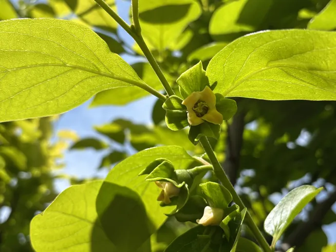 花が咲きはじめた柿の枝