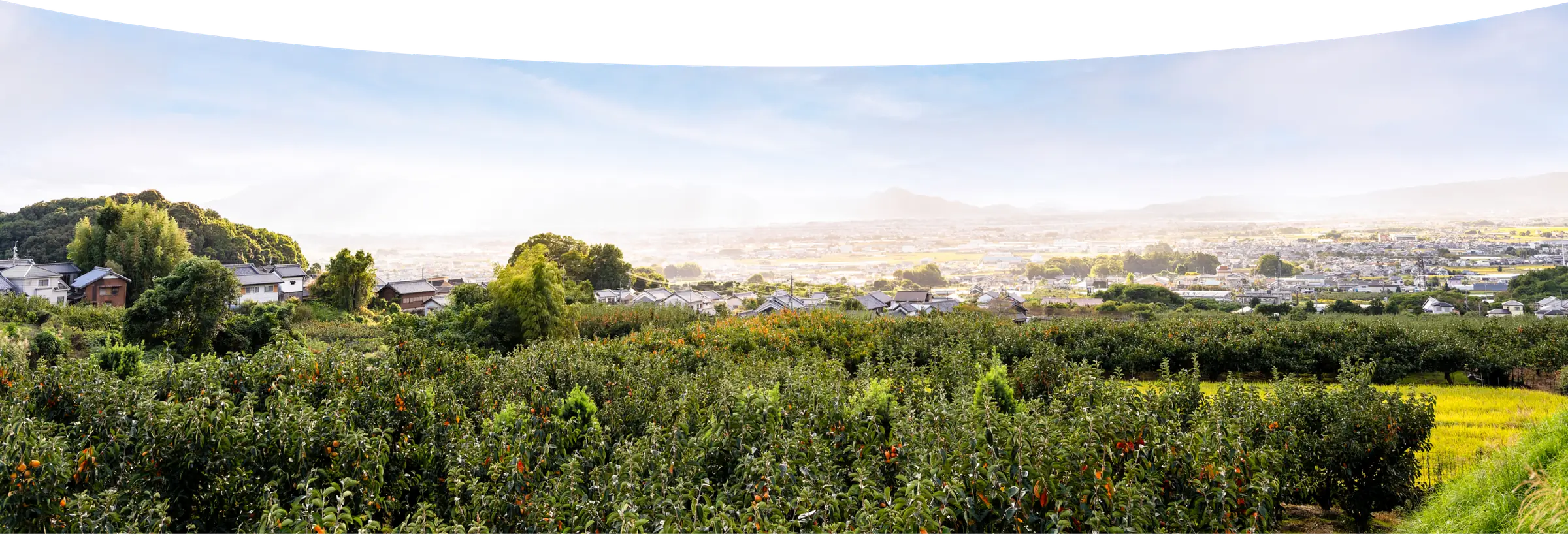 柿畑の向こうに広がる奈良盆地の風景